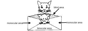 Illustration of binocular vision area versus monocular vision area in a cat