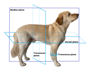 dog with planes labelled