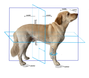 Dog with directional terms