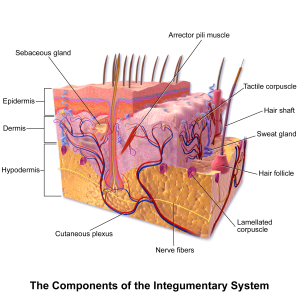 Crossection diagram showing the components of the integumentary system