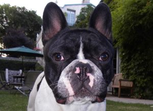 Boston Terrier with stenotic nares