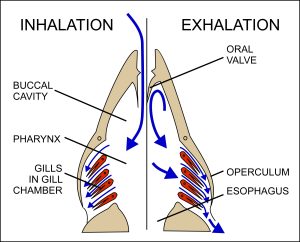 Diagram illustrating breathing in fish