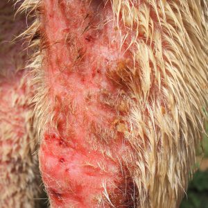 ringworm infestation on the hind limb of a calf