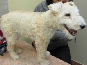 Large breed dog with acupuncture needles in back