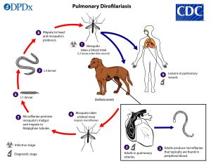 Diagram showing the lifecycle of a heartworm