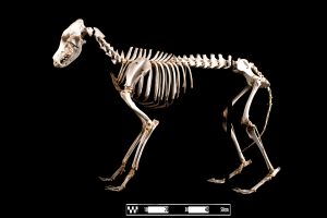 Skeleton of dog