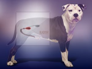 Illustration of a dog's bladder superimposed on the body of a dog