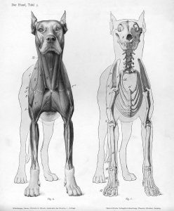 two dog's, one showing the muscles of the anterior body and one showing the muscles of the anterior body