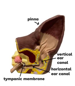 Ear labelled