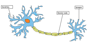 Example of a neuron