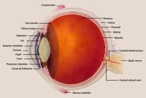 labelled eye