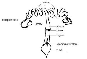 Female Reproductive Sytem