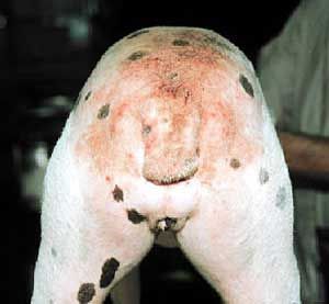 dog hind end with flea allergy dermatitis