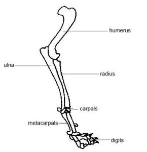 Forelimb of a dog