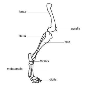 Hindlimb of a dog