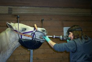 a veterinarian preforming dentistry.