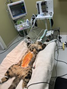 cat in surgery, sedated and prepped for a spay