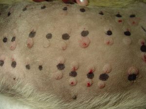 Intradermal skin testing on a dog showing the reactions the body made