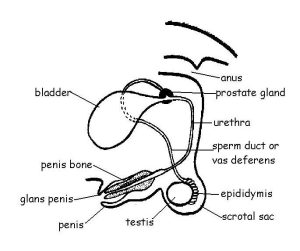 Male reproductive system