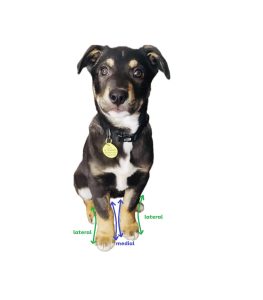 dog with medial and lateral terms