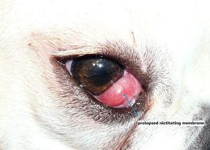 Third eyelid prolapse.