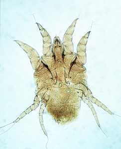 ear mite