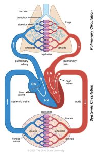 Detailed diagram showing the pathway of the blood through body, including pulmonary and systemic circulation