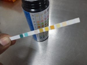 reagent strip used for urinalysis.