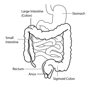 Diagram of the digestive system, including large and small intestines, stomach, rectum anus and sigmoid colon.