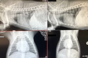 xray of dog in right lateral and VD