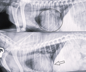 X ray images Image showing cardiomegaly