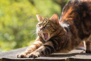 Photograph of cat stretching