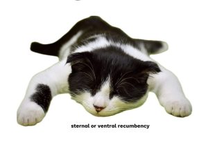 a cat in sternal recumbency