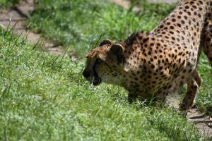 a cheetah raising their hackles