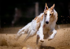 greyhound running