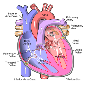 Diagram of the heart