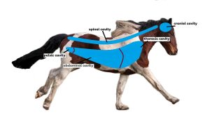 horse with spinal, thoracic, cranial, pelvic, abdominal cavities