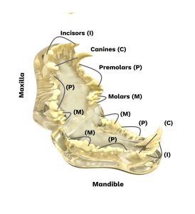 Jaw labelled, including the maxilla and mandible and incisors, canines, premolars and molars.