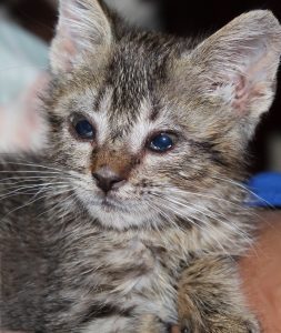 Kitten with nasal and ocular discharge