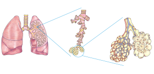 Detailed picture of lungs