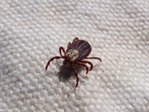 closeup photograph of a tick