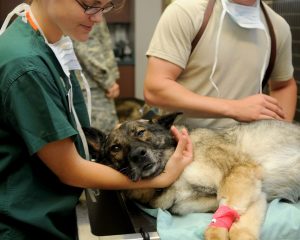 2 veterinary staff with dog