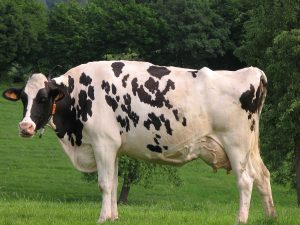 Holstein cow standing in field