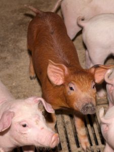 Duroc piglets of multiple colours in a barn