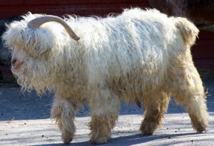 Angora Goat walking