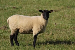 Suffolk Sheep standing in field