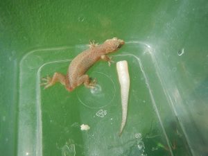 Photograph of lizard with autotomy including discarded tail