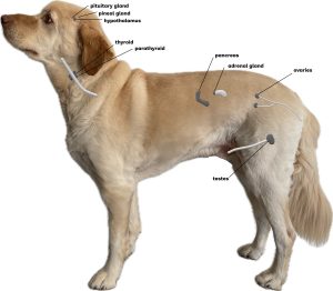 Dog with endocrine labeled