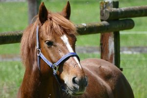 Horse in field