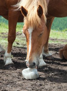 Photograph of horse licking a salt block